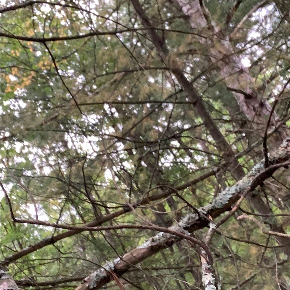 Wood - Picture 3 of 4